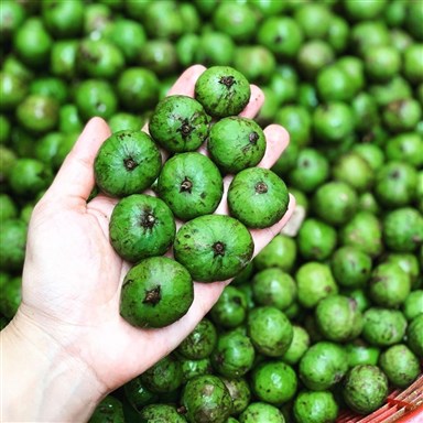 Sấu và tác dụng của sấu đối với sức khỏe 